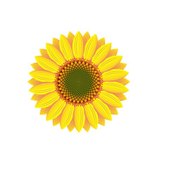 The Blooming Sun Flower