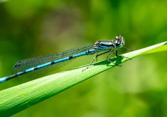 macro shot dragonfly on a green leaf