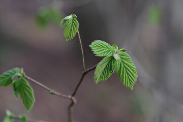 Young green leaves of a hazelnut tree on a blurred background