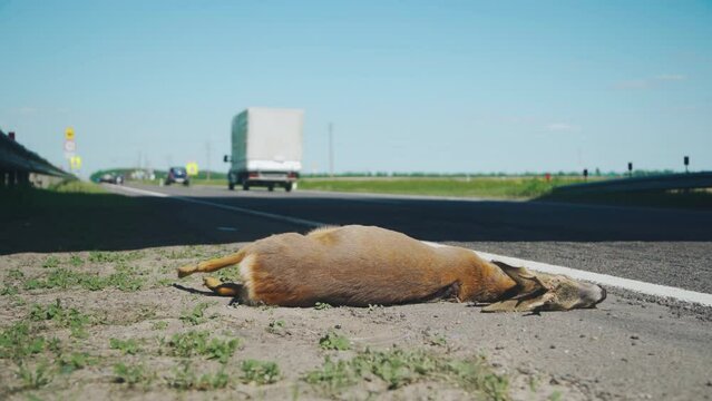 Road accident. A large animal roe deer got under the wheels of a car. Road accident.