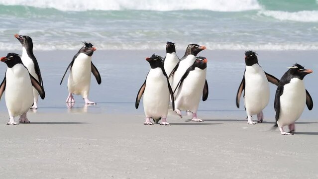 Rockhopper penguin in Falkland Islands