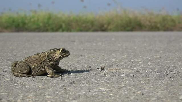 Close-up toad jumping on the road slow motion 