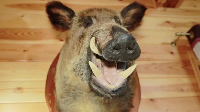The head of a stuffed wild boar hangs on the wooden wall of a country house.