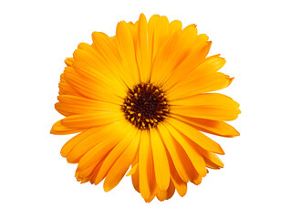 Top view of macro orange flower named osteospermum orange african daisy, Calendula. Marigold flower isolated on background - Powered by Adobe