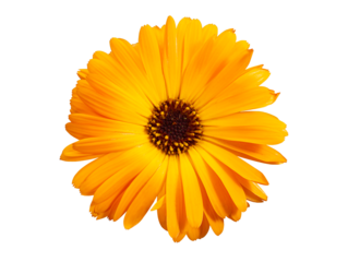 Top view of macro orange flower named osteospermum orange african daisy, Calendula. Marigold flower isolated on background
