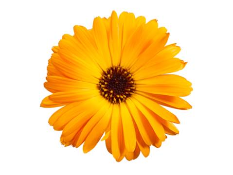 Top view of macro orange flower named osteospermum orange african daisy, Calendula. Marigold flower isolated on background