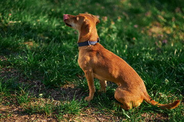 Beautiful ginger dog sitting in the garden at the sunset looking aside . Green grass, summer conceptHigh quality photo