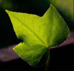 Green leaf against the light showing its veins