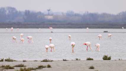 A group of Greater Flamingos standing in the water