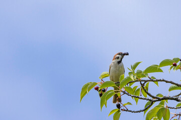 木の実を食べるスズメと青空