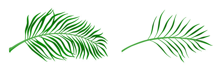 Palm Tree Leaves