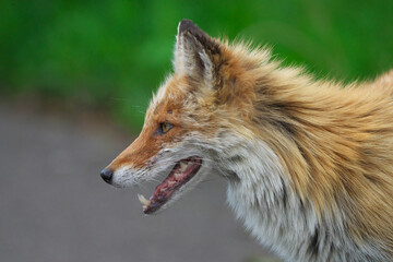 キタキツネの横顔