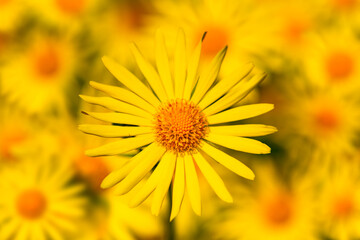 Leopard’s Bane (Doronicum pardalianches) is a genus of flowering plants in the sunflower family. They are all herbaceous perennials. They produce yellow, daisy-like flowerheads in spring and summer.