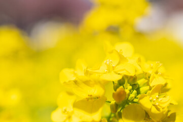 菜の花のクローズアップ、背景ボケ