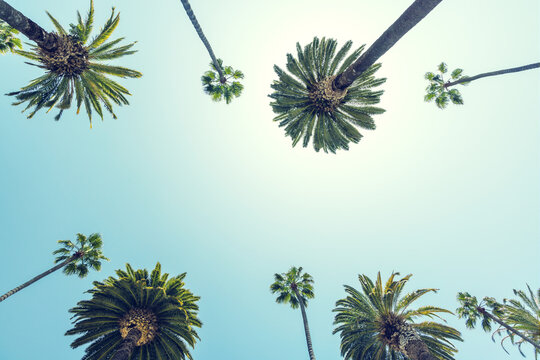 A perfect summer day and tall palms