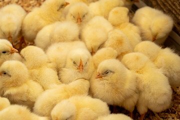 可愛いひよこの写真