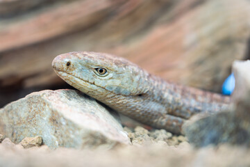 体は蛇で頭はトカゲのヨーロッパアシナシトカゲの写真