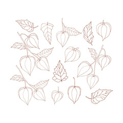 Physalis isolated on white background. Hand-drawn vector illustration with sprigs of physalis. 
