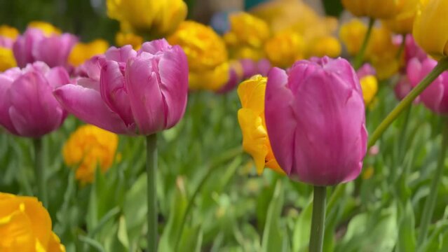 Bright colors of tulips with buds still unopened.