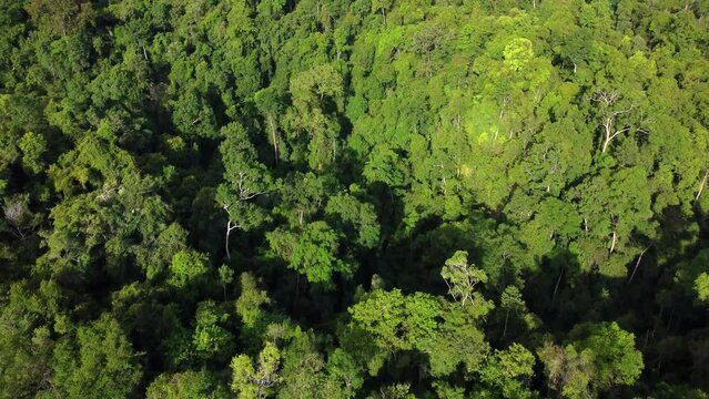 Aerial video view of tropical forest in Aceh province, Indonesia.