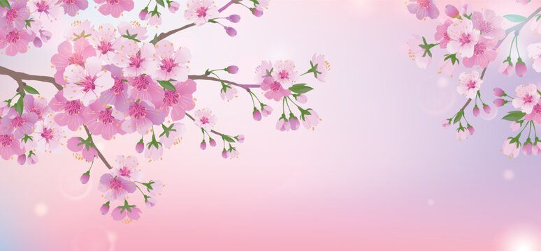 Spring soft background with a branch of cherry blossoms. Blooming cherry blossoms. Natural design.