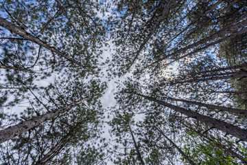 forest with a view from the bottom of the tree canopy, a photograph showcases the peaceful and calming atmosphere of a forest, inviting viewers to immerse themselves in nature.