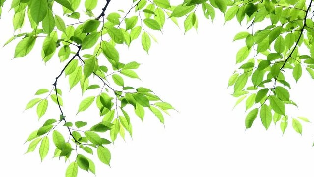 風に揺れる新緑のクローズアップ　フィックス撮影