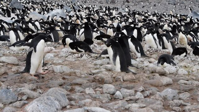 Adelie Penguins on the nest at Paulet Island in Antarctica