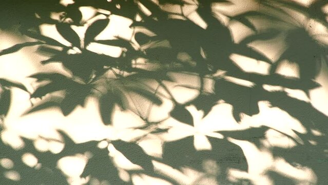 Leaves  shadow on the wall , Chiangmai province Thailand.