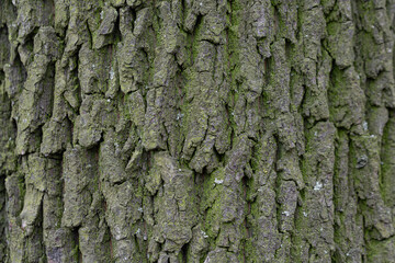 Natural texture of tree bark. Old tree trunk close-up. Natural wood background with bark patterns.