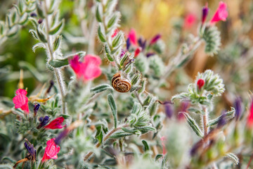 Snail crawling on a green leaf in the garden. Shallow depth of field. natural background