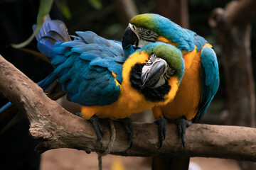 Parrots in the ornithological park of Foz Do Iguacu