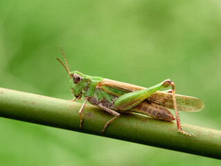 Green grasshopper. Puissant's Green-winged Grasshopper. Aiolopus puissanti