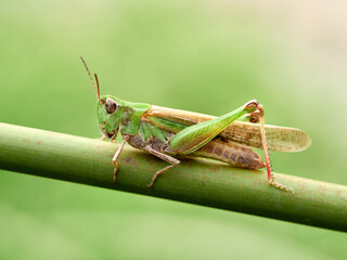 Green grasshopper. Puissant's Green-winged Grasshopper. Aiolopus puissanti