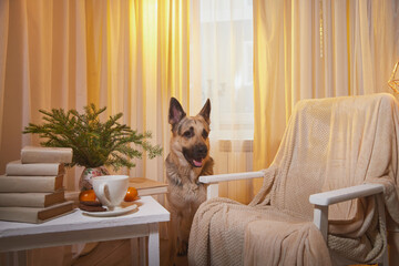 Dog German Shepherd inside of the room with an armchair, a table and a delicate interior with beige and yellow curtains with a window in the background. Russian eastern European dog veo indoors