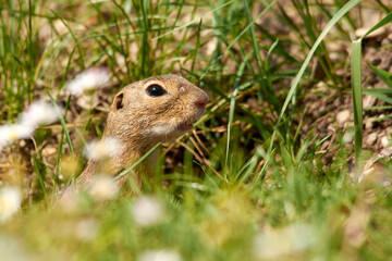 Naklejka na ściany i meble Close-up of a brown ground squirrel in the green meadow