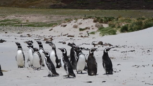 Magellanic Penguins on the beach in Falkland Island 
