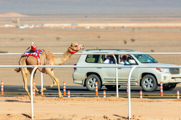 Racing camel running versus car for the king's cup, Al Ula, Saudi Arabia