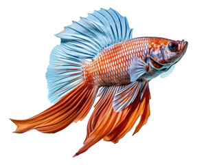 Fototapeta premium A beautiful exotic betta fish species isolated. Generative AI.