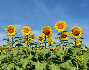 The sunflowers are in blooming stage