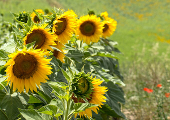 Fototapeta premium Sunflower heads in a field in a summer day
