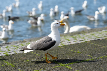 Lesser black backed gull with friends in the city of reykjavik, iceland