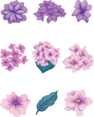 Fototapeta na wymiar Phlox Flower Set, Watercolor Flower Design Vector Set