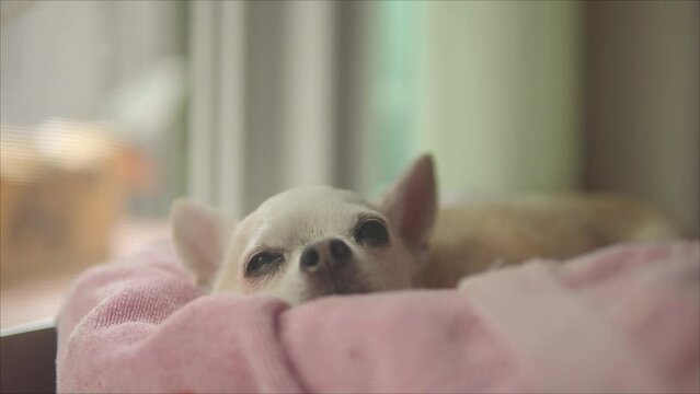 Picture of a chihuahua dog falling asleep, remember waking up, very tonight