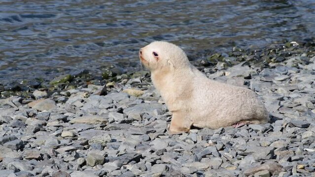 Antarctic fur seal pup close up on the beach