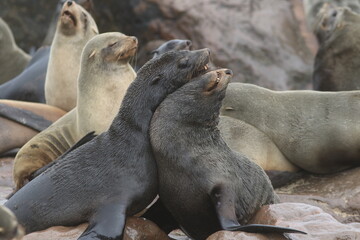 Bickering Cape Fur Seals