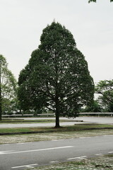 tree on the road