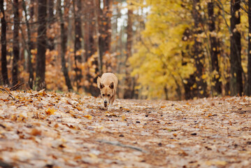 Little red dog running in forest sniffing its way. Beautiful domestic dog in fall forest