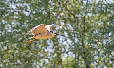 Black crowned Night Heron (Nycticorax nycticorax) is a successful frog and fish-catcher.
