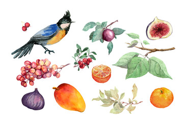 Set with exotic bird, tropical fruits, green leaves. Mango, figs, grape, orange fruit, garden plants. Watercolor collection, summer juicy bundle
